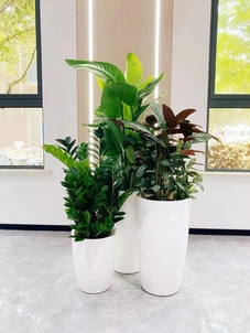 探寻慈溪植物出租，开启别样绿色空间之旅